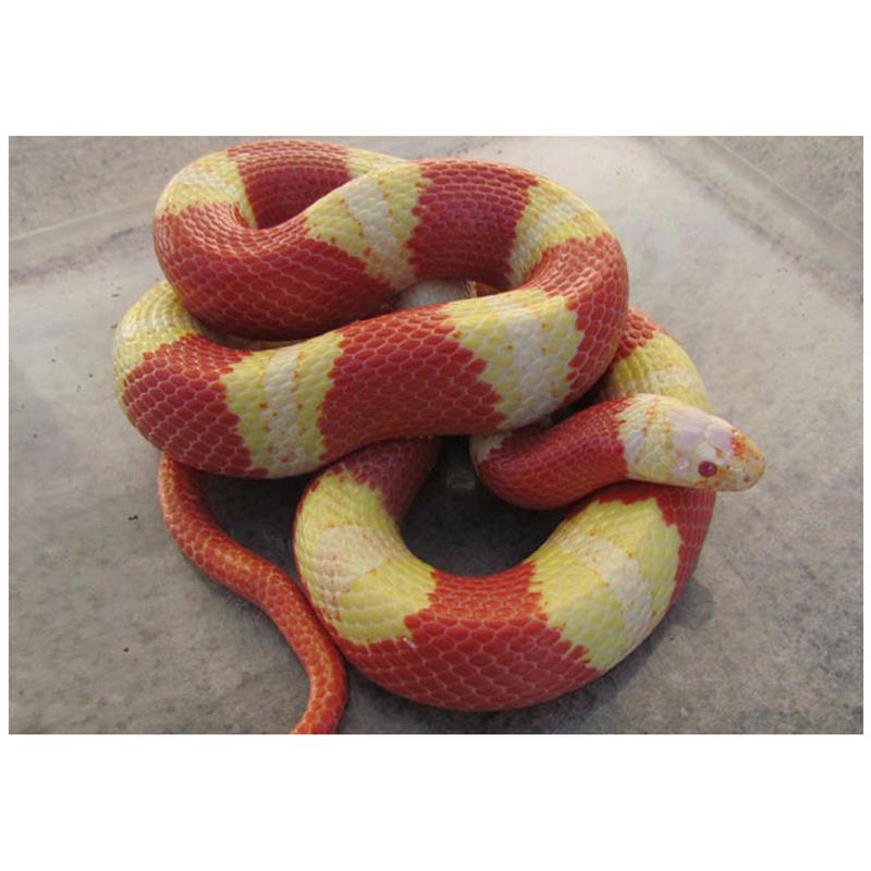 Sarpe de Lapte Honduras albino yellow - imagine 3